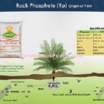 Jual Pupuk Rock Phosphate (RP) Peru di Medan